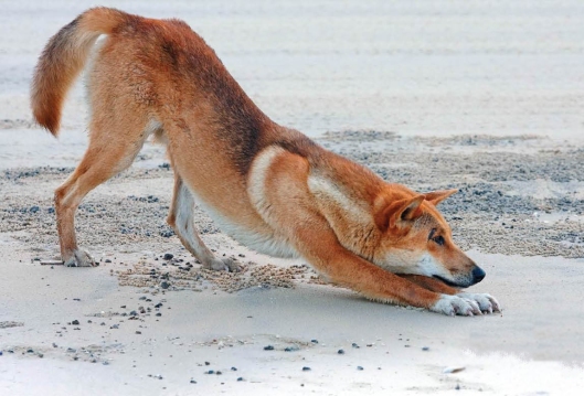 Austraalian villikoira eli dingo